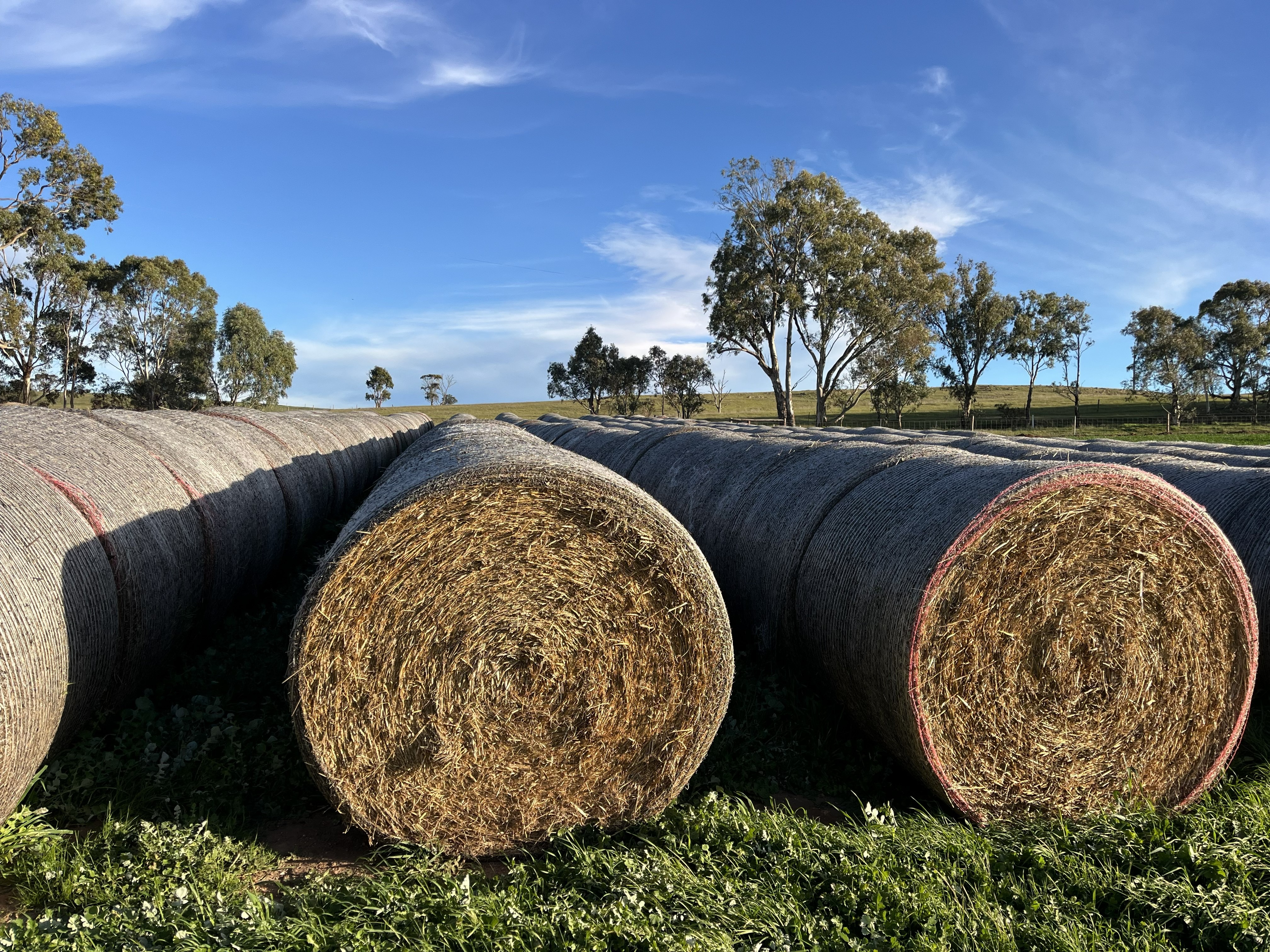 harrogate oaten rolls